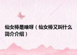 仙女棒是啥呀（仙女棒又叫什么简介介绍）