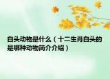 白头动物是什么（十二生肖白头的是哪种动物简介介绍）