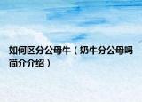如何区分公母牛（奶牛分公母吗简介介绍）