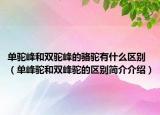 单驼峰和双驼峰的骆驼有什么区别（单峰驼和双峰驼的区别简介介绍）