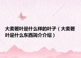 大麦若叶是什么样的叶子（大麦若叶是什么东西简介介绍）