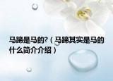 马蹄是马的?（马蹄其实是马的什么简介介绍）