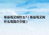 布谷鸟又叫什么?（布谷鸟又叫什么鸟简介介绍）