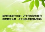 腊月的龙是什么命(- 芝士回答介绍 腊月的龙是什么命 - 芝士回答详细情况如何)