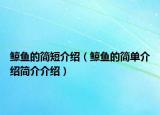 鲸鱼的简短介绍（鲸鱼的简单介绍简介介绍）
