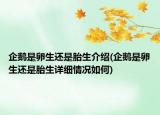 企鹅是卵生还是胎生介绍(企鹅是卵生还是胎生详细情况如何)