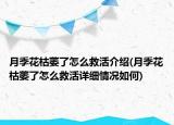 月季花枯萎了怎么救活介绍(月季花枯萎了怎么救活详细情况如何)
