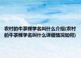农村的牛茶棵学名叫什么介绍(农村的牛茶棵学名叫什么详细情况如何)