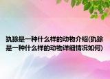 犰狳是一种什么样的动物介绍(犰狳是一种什么样的动物详细情况如何)