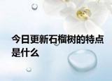 今日更新石榴树的特点是什么