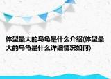 体型最大的乌龟是什么介绍(体型最大的乌龟是什么详细情况如何)