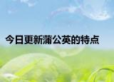 今日更新蒲公英的特点