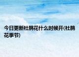 今日更新杜鹃花什么时候开(杜鹃花季节)