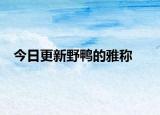 今日更新野鸭的雅称