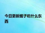 今日更新蝎子吃什么东西