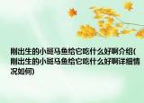 刚出生的小斑马鱼给它吃什么好啊介绍(刚出生的小斑马鱼给它吃什么好啊详细情况如何)