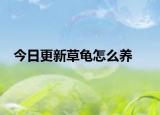 今日更新草龟怎么养
