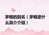 茅根的别名（茅根是什么简介介绍）