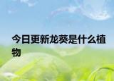 今日更新龙葵是什么植物