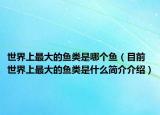 世界上最大的鱼类是哪个鱼（目前世界上最大的鱼类是什么简介介绍）