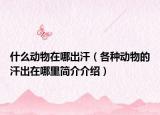什么动物在哪出汗（各种动物的汗出在哪里简介介绍）