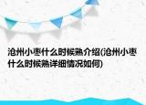 沧州小枣什么时候熟介绍(沧州小枣什么时候熟详细情况如何)