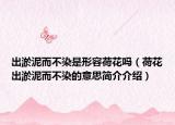 出淤泥而不染是形容荷花吗（荷花出淤泥而不染的意思简介介绍）
