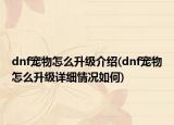 dnf宠物怎么升级介绍(dnf宠物怎么升级详细情况如何)