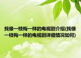 找像一枝梅一样的电视剧介绍(找像一枝梅一样的电视剧详细情况如何)