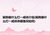 猫狗像什么打一成语介绍(猫狗像什么打一成语详细情况如何)