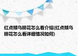 红点颏鸟膀花怎么看介绍(红点颏鸟膀花怎么看详细情况如何)