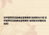 巨峰葡萄常见的病虫害有哪些(如何防治介绍 巨峰葡萄常见的病虫害有哪些 如何防治详细情况如何)
