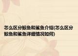 怎么区分鲸鱼和鲨鱼介绍(怎么区分鲸鱼和鲨鱼详细情况如何)