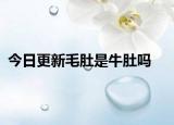 今日更新毛肚是牛肚吗