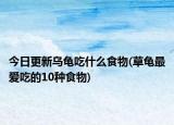 今日更新乌龟吃什么食物(草龟最爱吃的10种食物)