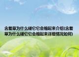 含羞草为什么碰它它会缩起来介绍(含羞草为什么碰它它会缩起来详细情况如何)