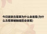 今日更新含羞草为什么会害羞(为什么含羞草被触碰后会害羞)
