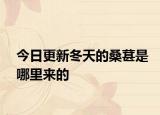 今日更新冬天的桑葚是哪里来的
