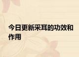 今日更新采耳的功效和作用