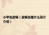 小甲虫皮蝇（皮蝇虫是什么简介介绍）