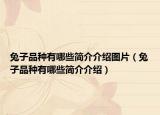 兔子品种有哪些简介介绍图片（兔子品种有哪些简介介绍）