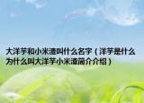 大洋芋和小米渣叫什么名字（洋芋是什么为什么叫大洋芋小米渣简介介绍）