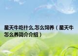 星天牛吃什么,怎么饲养（星天牛怎么养简介介绍）