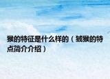 猴的特征是什么样的（狨猴的特点简介介绍）