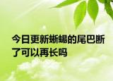 今日更新蜥蜴的尾巴断了可以再长吗