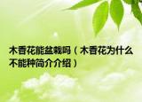 木香花能盆栽吗（木香花为什么不能种简介介绍）