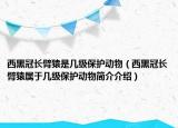 西黑冠长臂猿是几级保护动物（西黑冠长臂猿属于几级保护动物简介介绍）