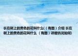 长在树上的黄色的花叫什么(（有图）介绍 长在树上的黄色的花叫什么 （有图）详细情况如何)