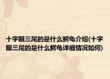 十字眼三尾的是什么鳄龟介绍(十字眼三尾的是什么鳄龟详细情况如何)