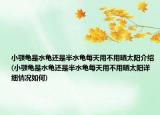 小颚龟是水龟还是半水龟每天用不用晒太阳介绍(小颚龟是水龟还是半水龟每天用不用晒太阳详细情况如何)
